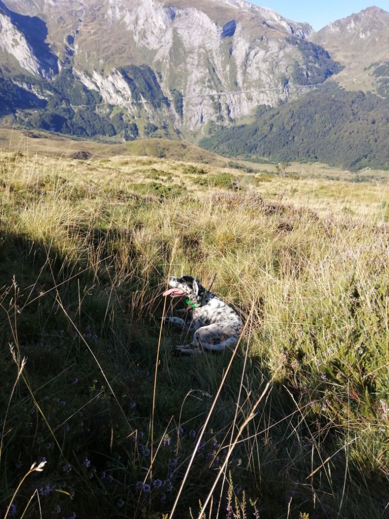 Comptage perdrix grises au col du Soulor 