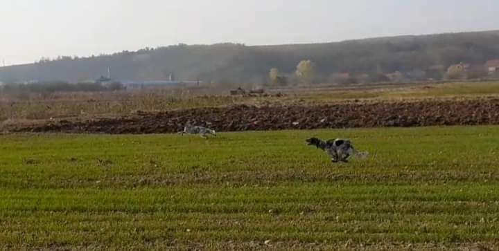 Pépite en Serbie 